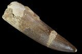 Bargain, Fossil Plesiosaur (Zarafasaura) Tooth - Morocco #81582-1